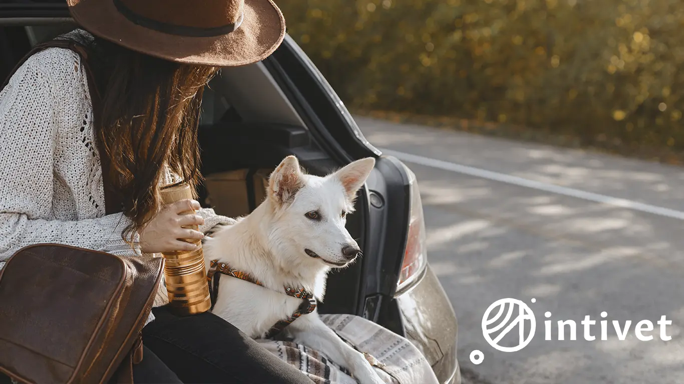 Viajar con mascotas: checklist profesional para avión y bus