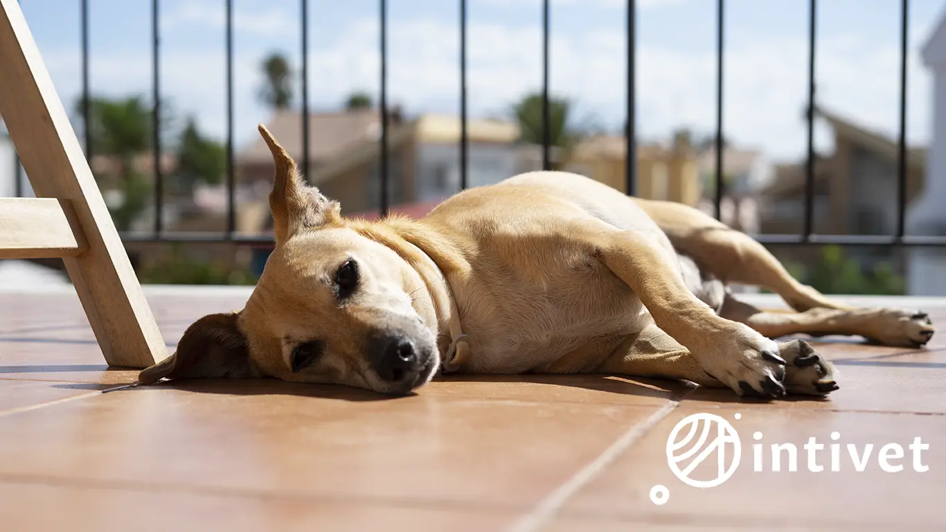 Verano y mascotas: cómo prevenir el golpe de calor (y qué hacer si pasa)